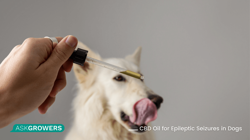 CBD oil for dogs anti seizures